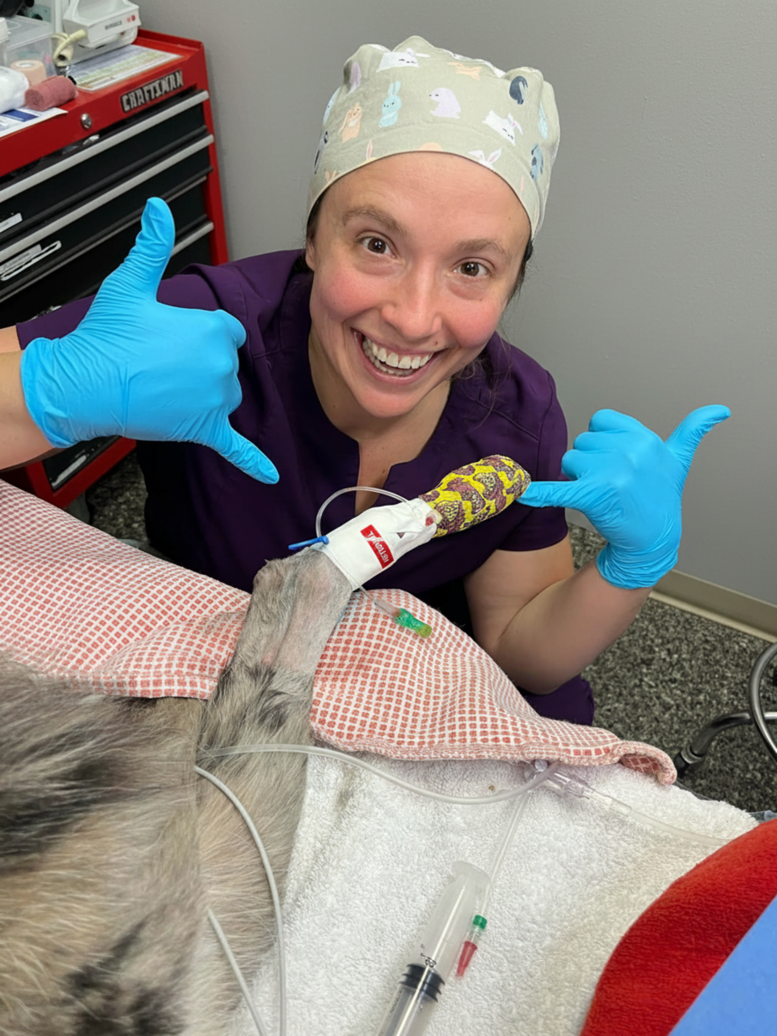 Smiling veterinary wearing animal print cap and blue gloves with bandaged dog's leg in clinic.