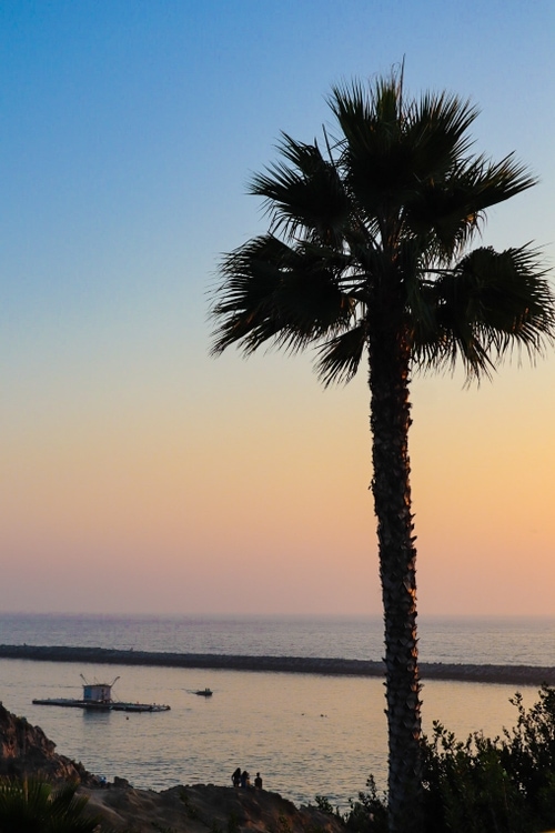 A palm tree by a California beach at sunset