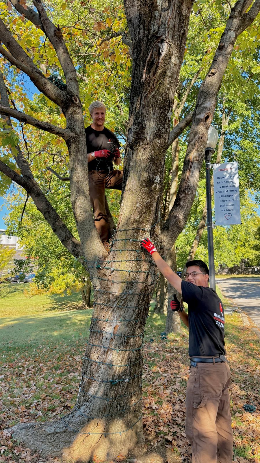 Hang Louisville crew wrapping a tree with lights