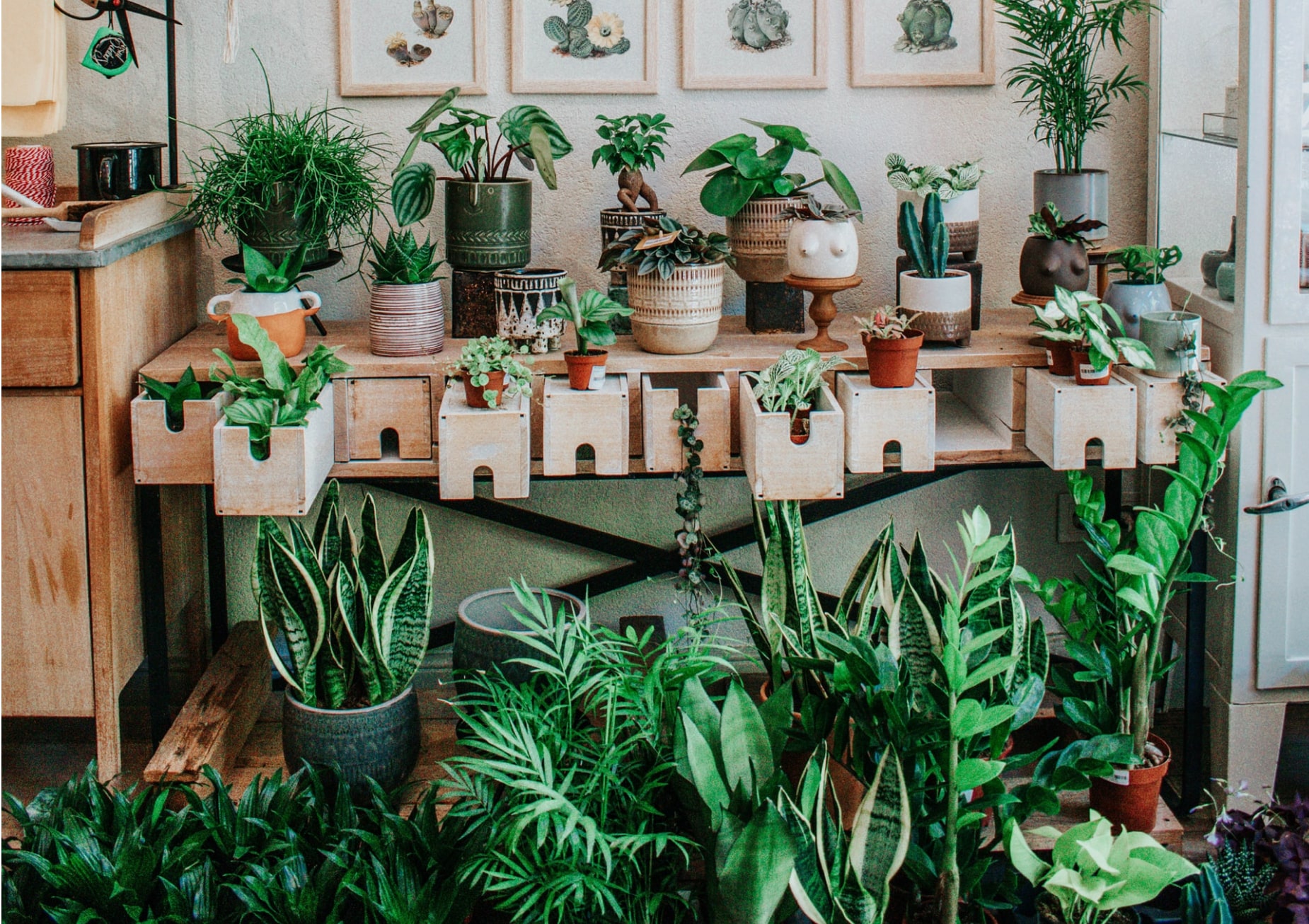 Image of a plant store