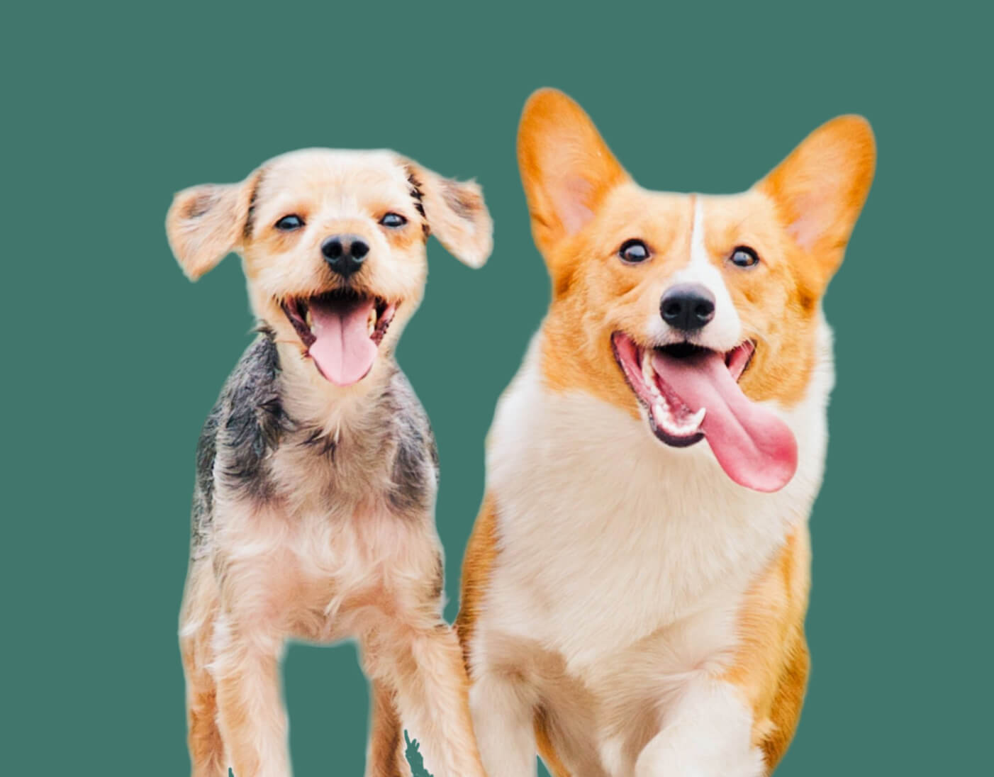 About Us - Veterinary X Webflow Template