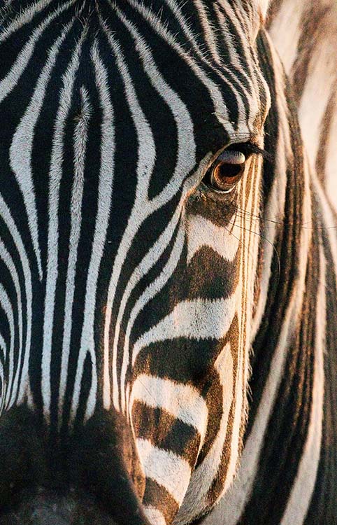 Zebra stripes