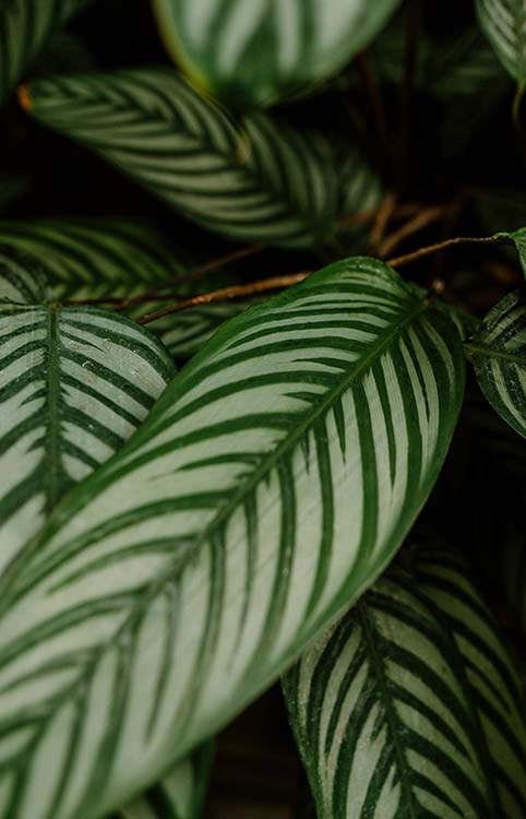 Plant stripes