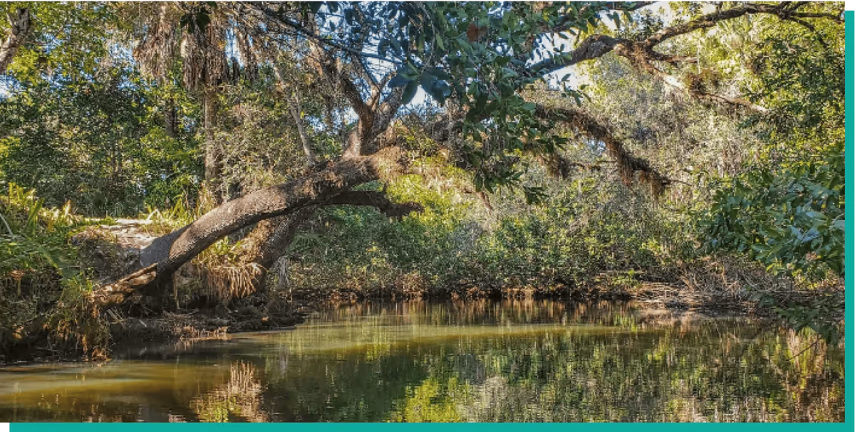 Serene Lake View in Estero, Florida, symbolizing the peaceful and smooth-moving experience provided by William C. Huff, reflecting their commitment to hassle-free relocations in beautiful Estero.