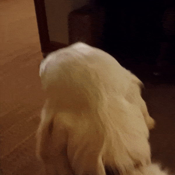 Naman scratching the head of a dog with his hand