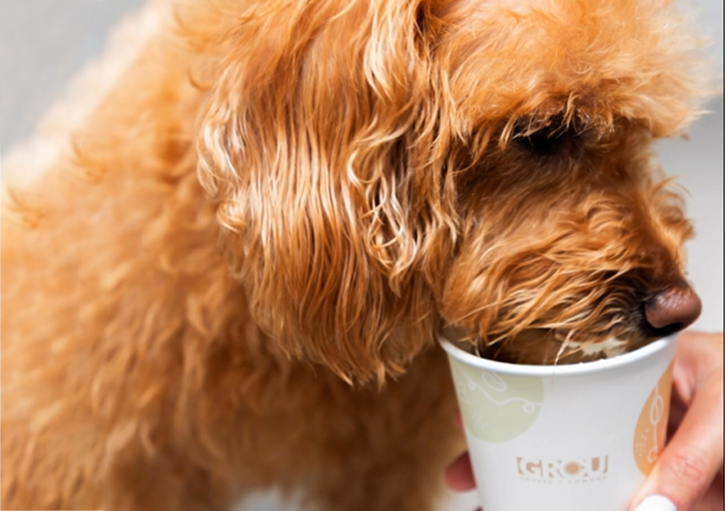 Pup Cups at GROU: Because Joy Is Better When Shared 🐶