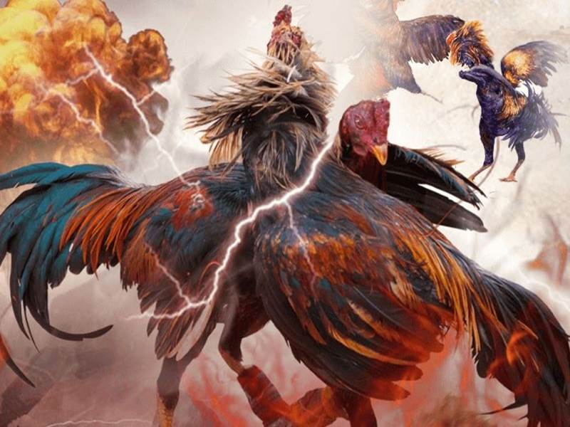 Đá gà là gì Tất cả những điều cần biết về môn thể thao đặc sắc này