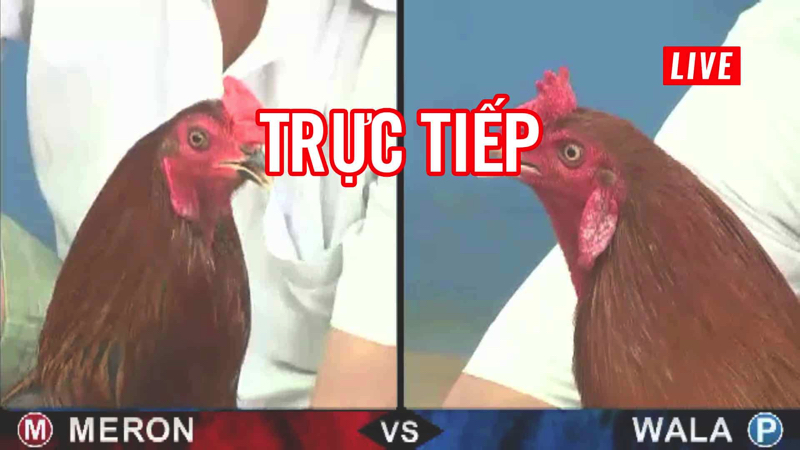 Đá gà là gì Tất cả những điều cần biết về môn thể thao đặc sắc này