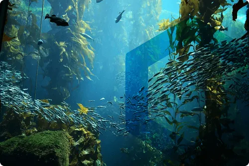 under the sea scene with fish swimming and a blue hexagon