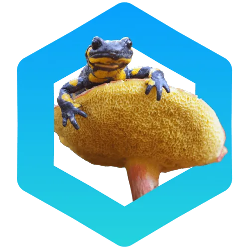 fire salamander sat on a mushroom