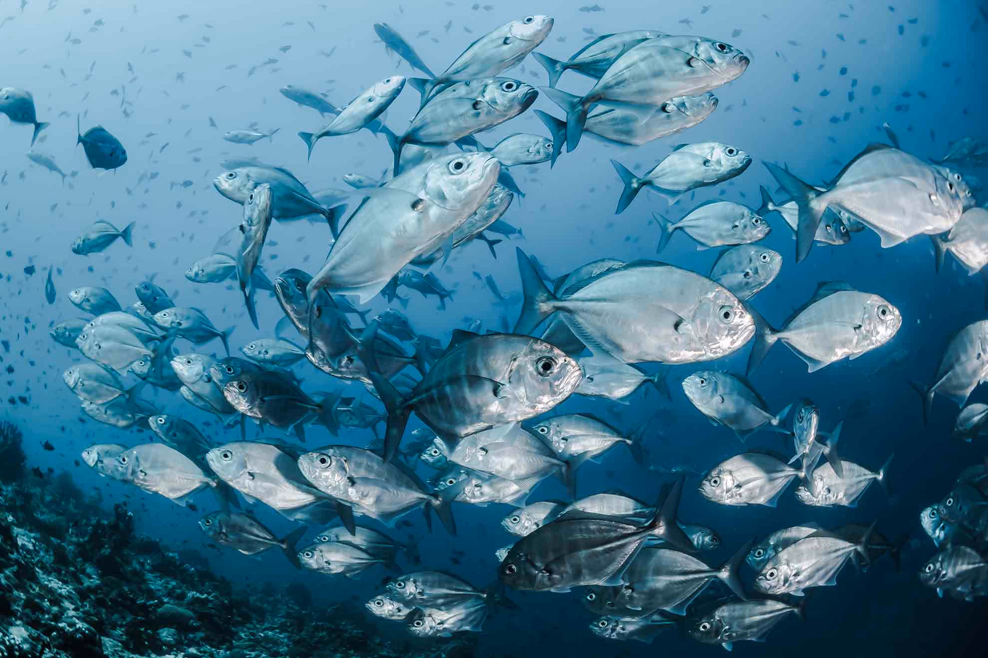 fish swimming in the sea