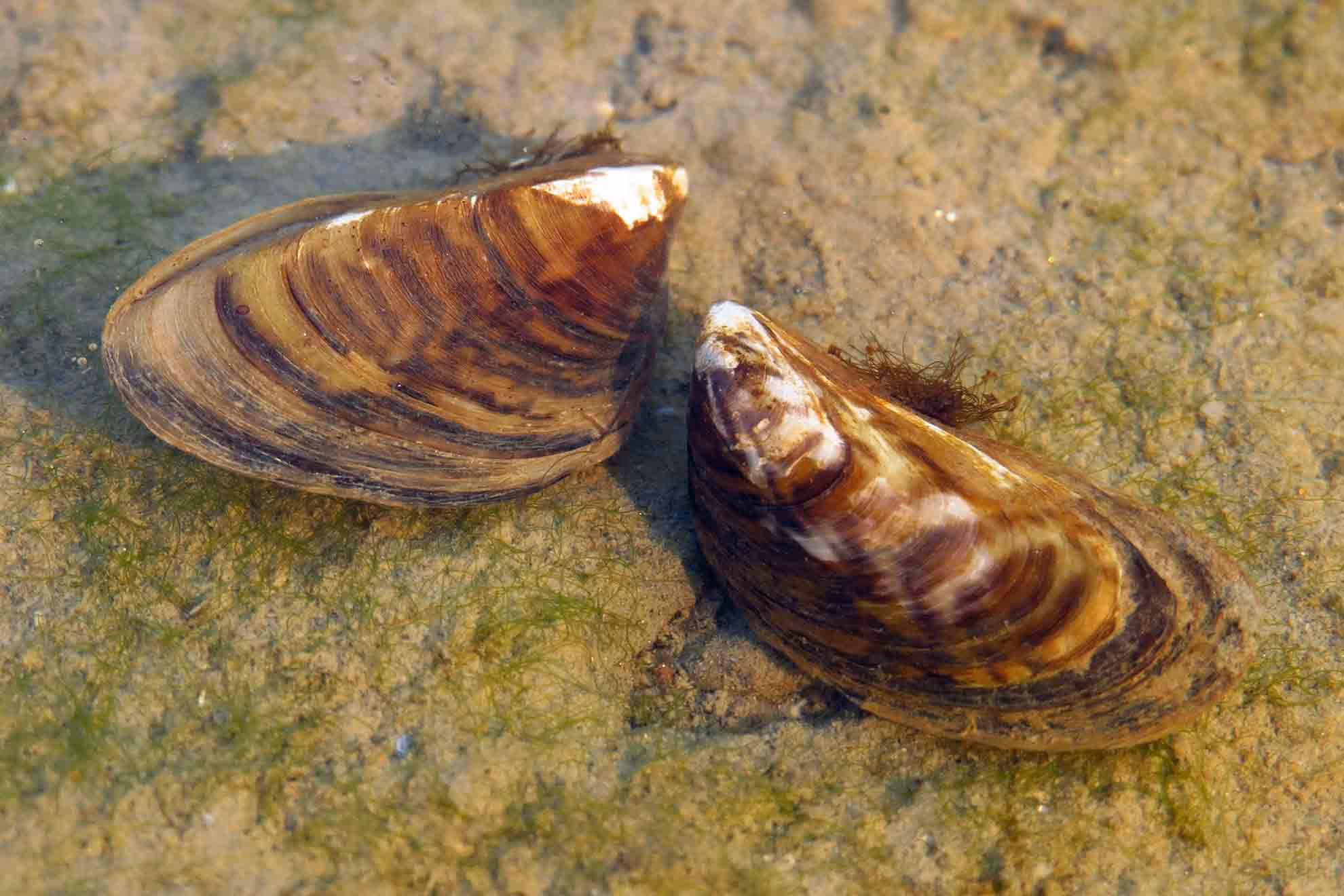 shells in water