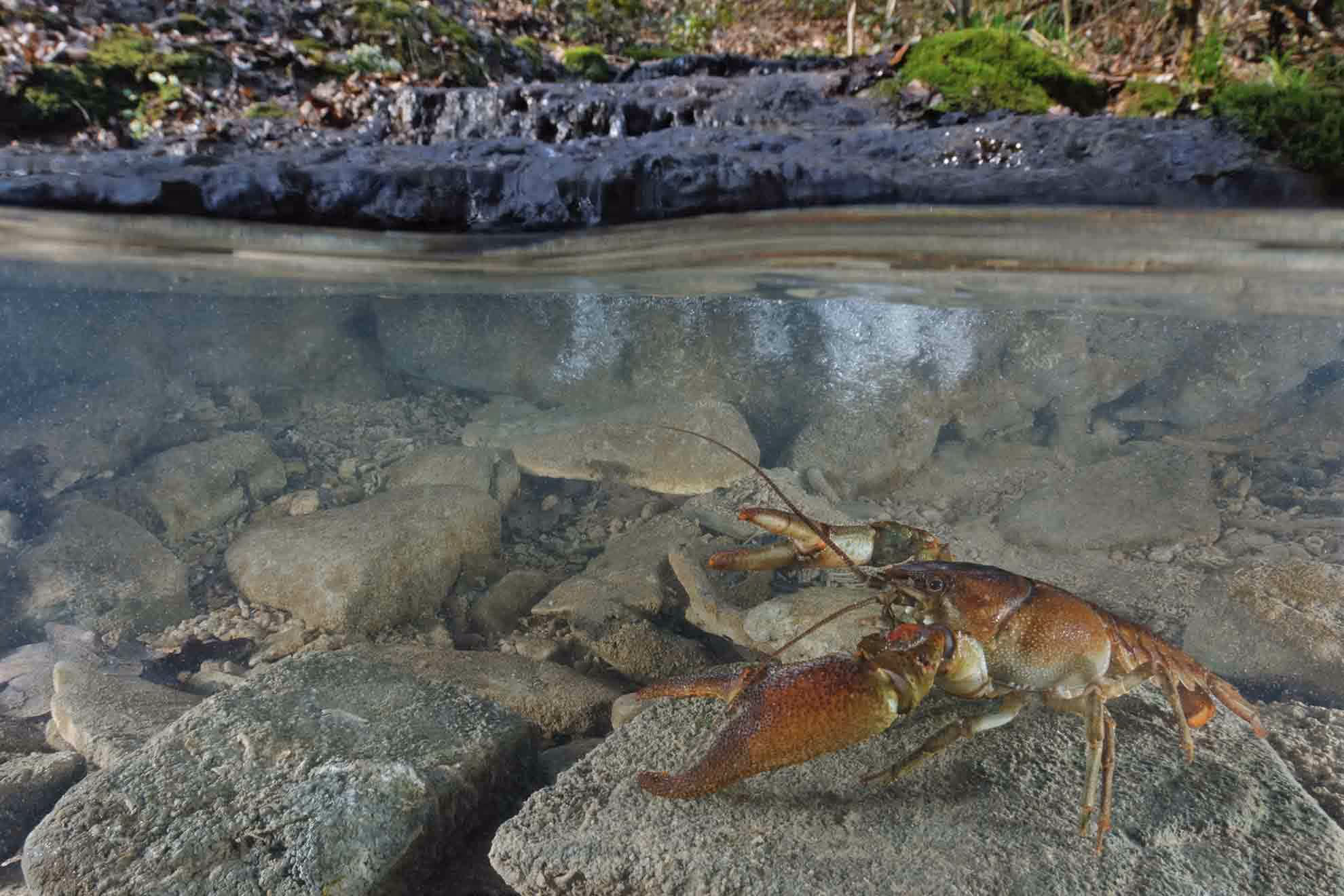 Crayfish on rocks under water