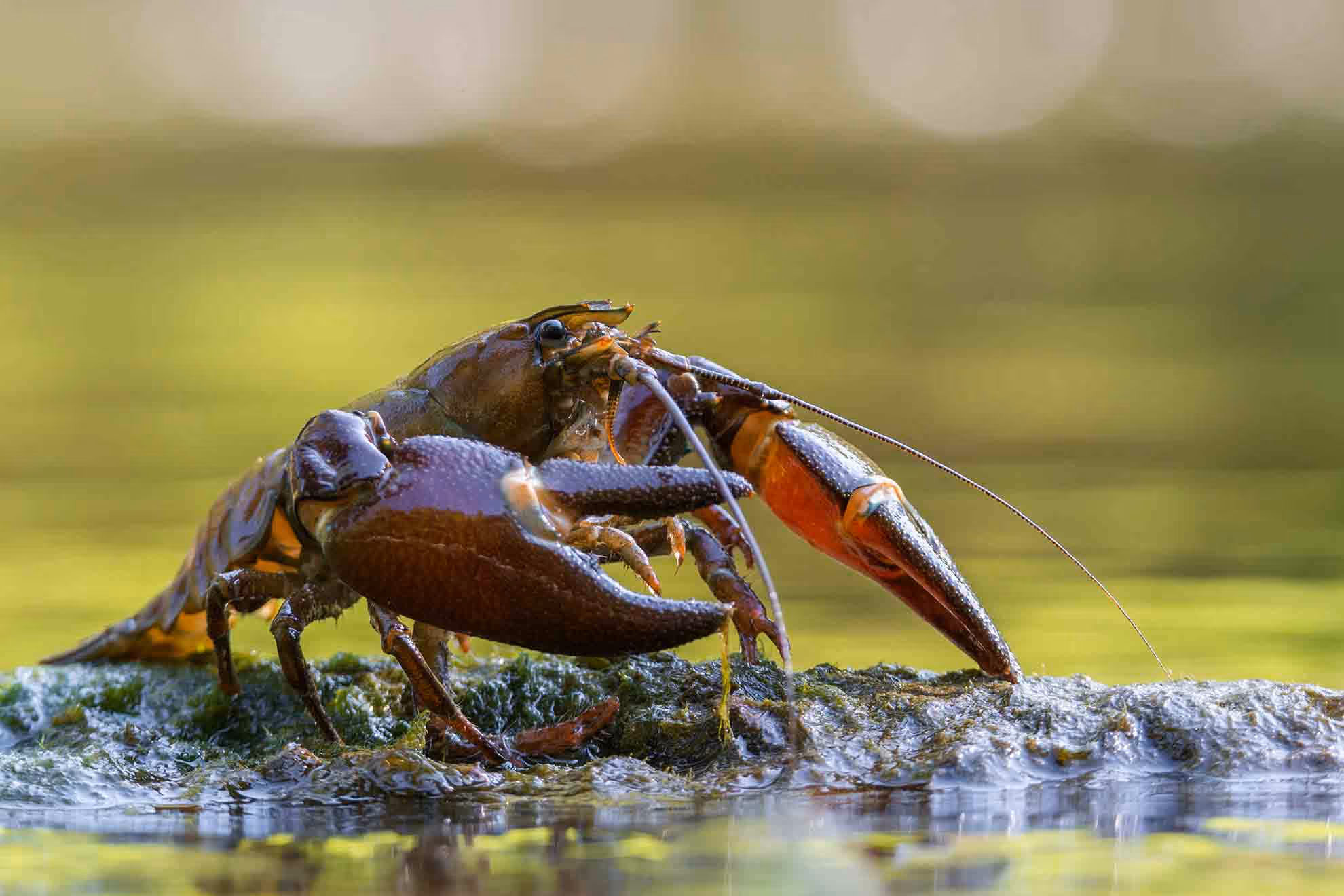 Common yabby out of water