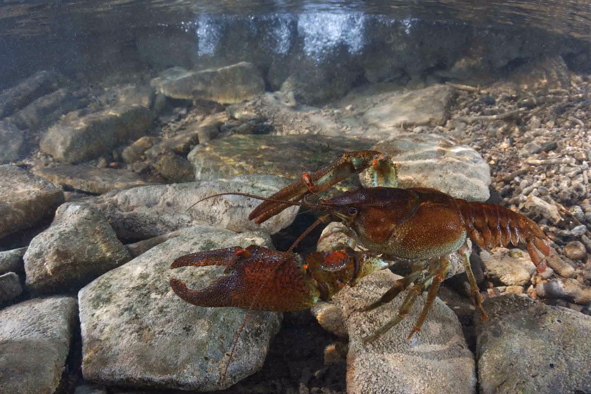 Crayfish under water