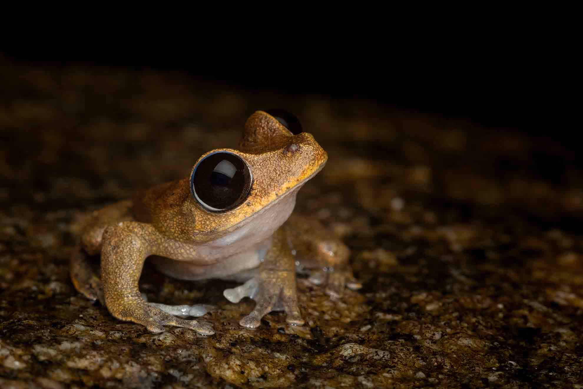 Australian lace-lid