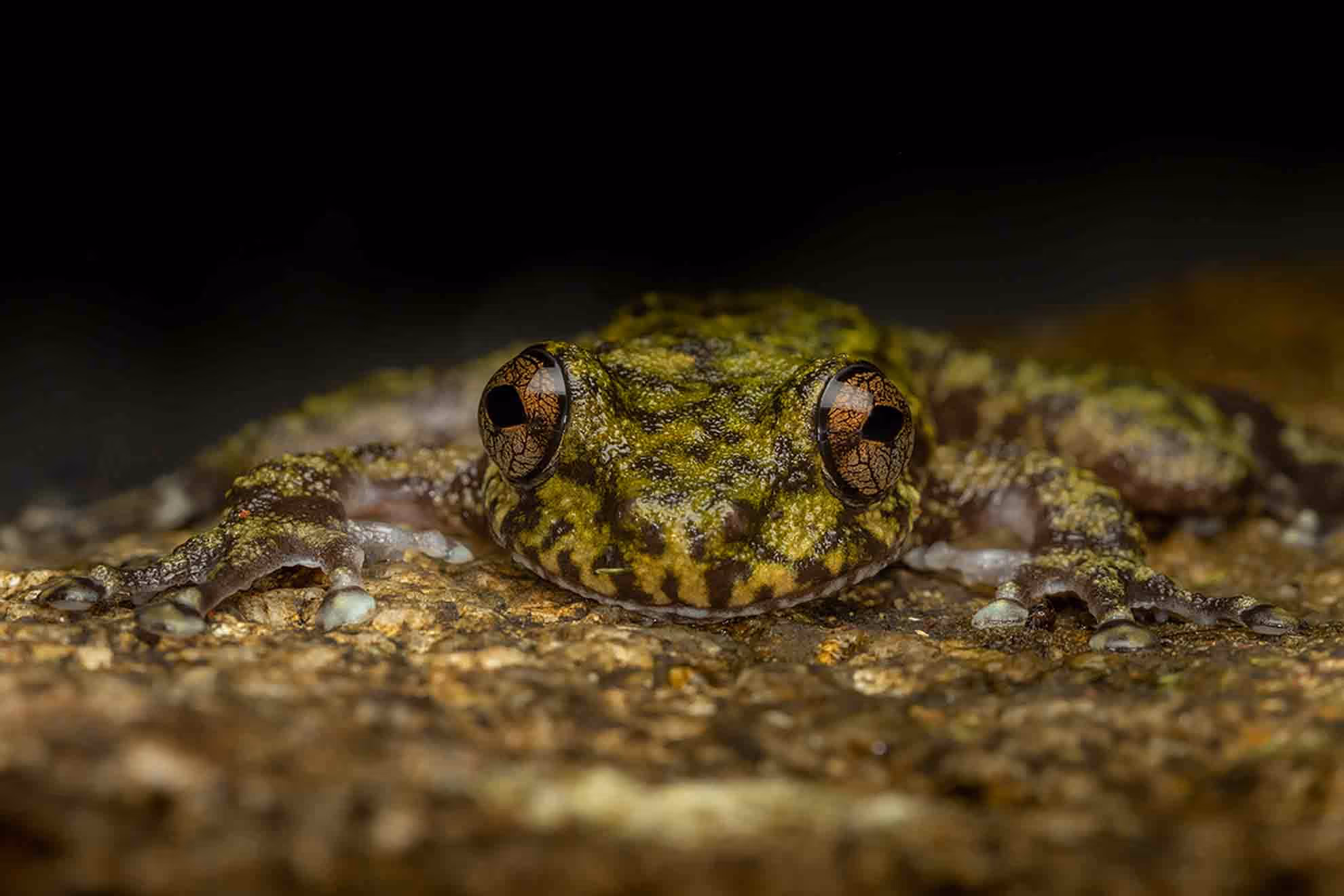 Waterfall frog