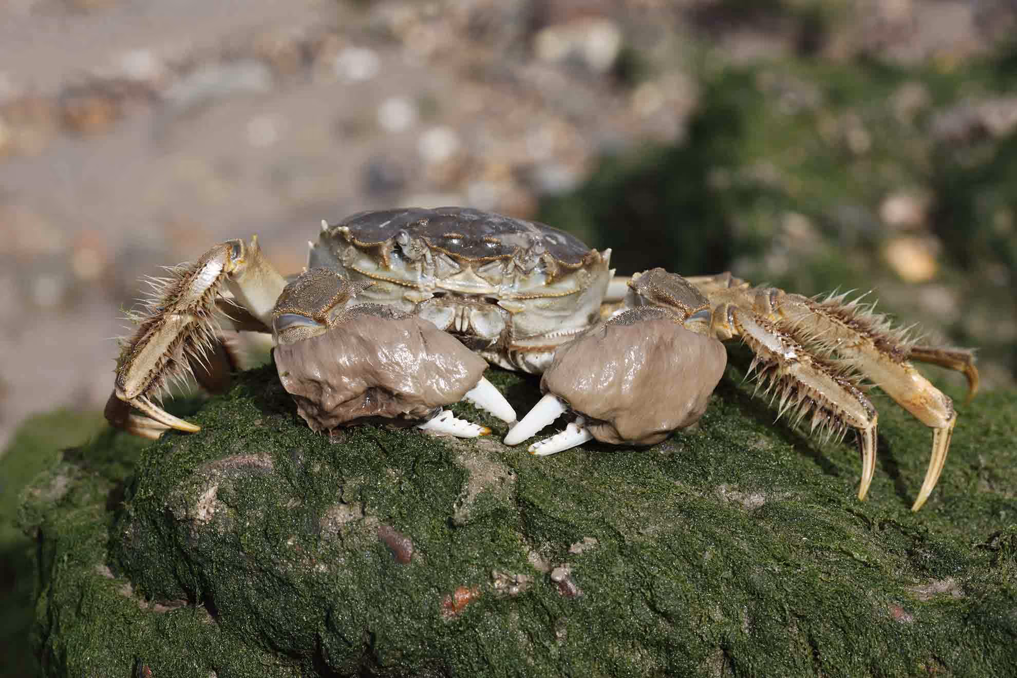 Chinese mitten crab sat on a rock