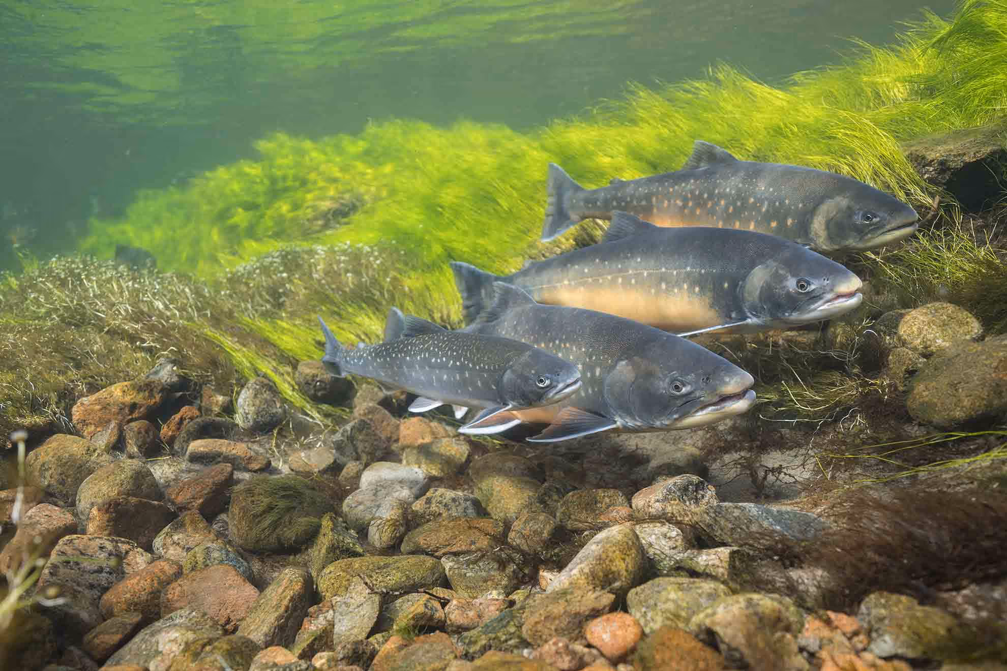 three Dolly Varden trout under water