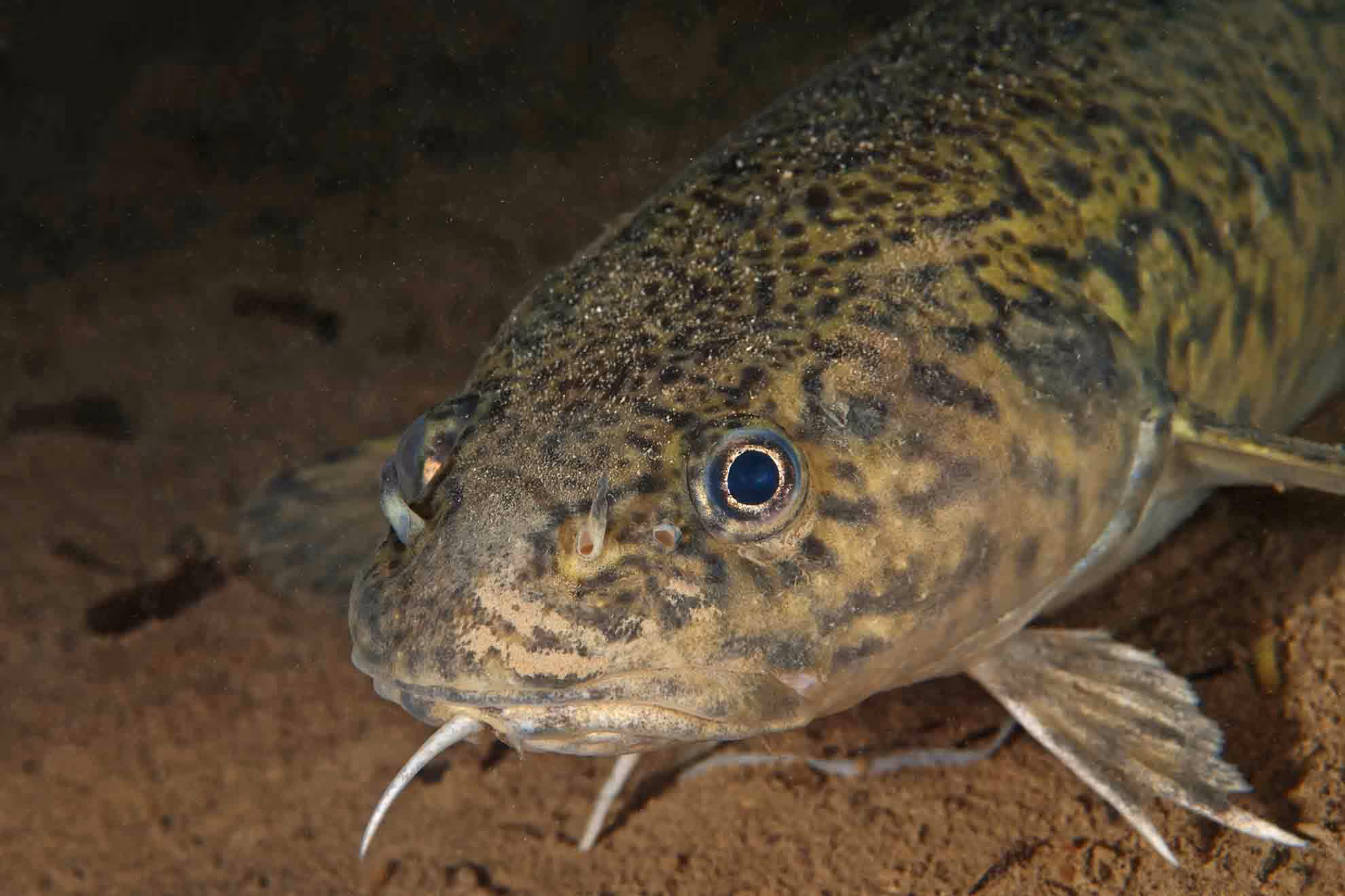 Burbot Fish