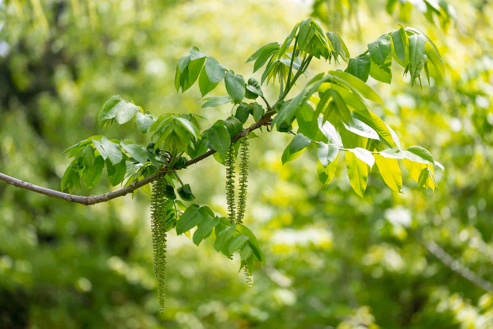 Pterocarya stenoptera