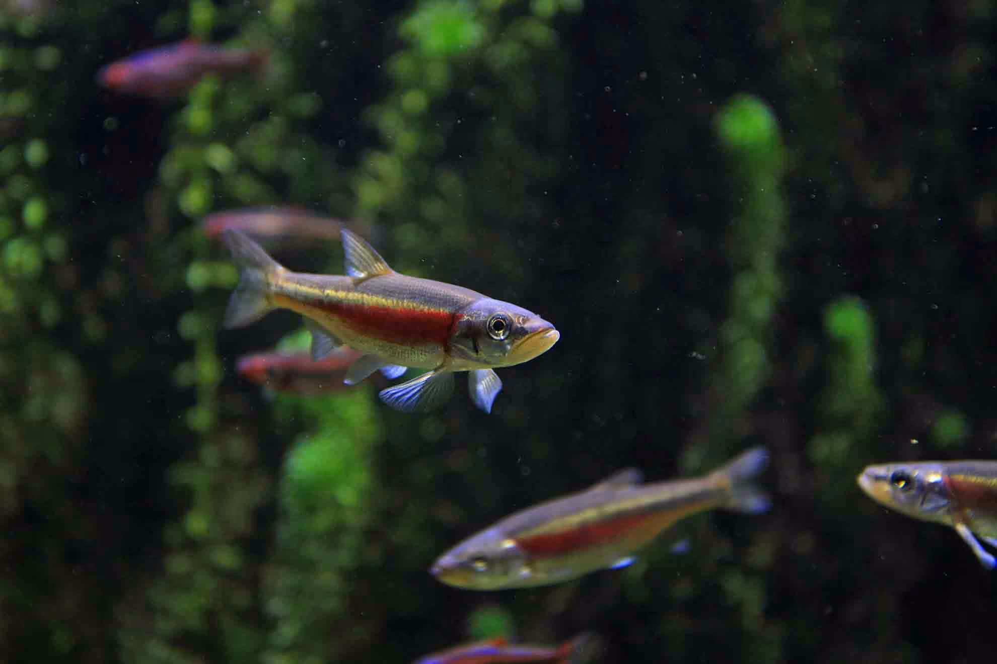 Redside dace underwater