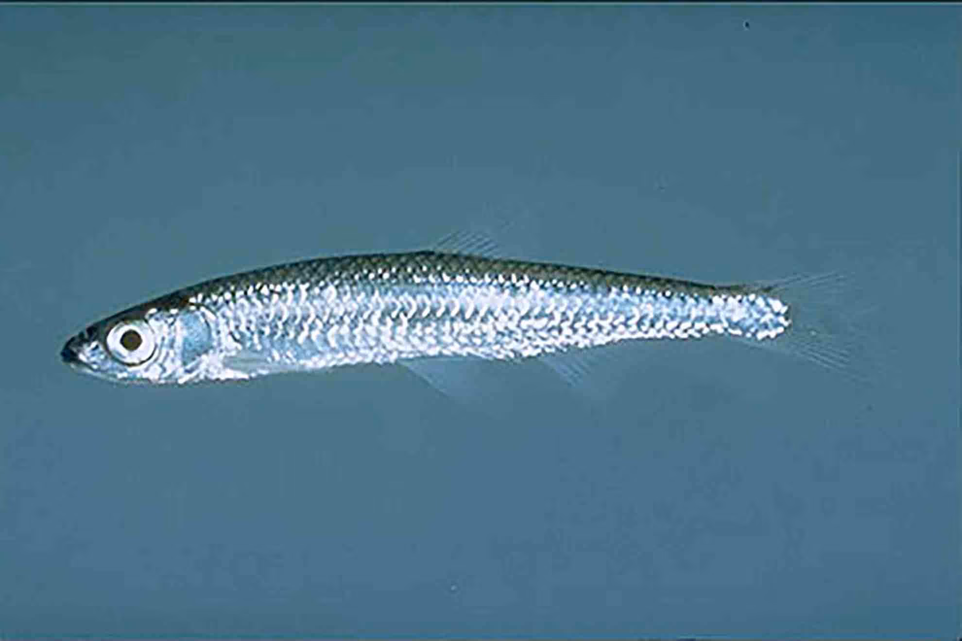 silver shiner fish