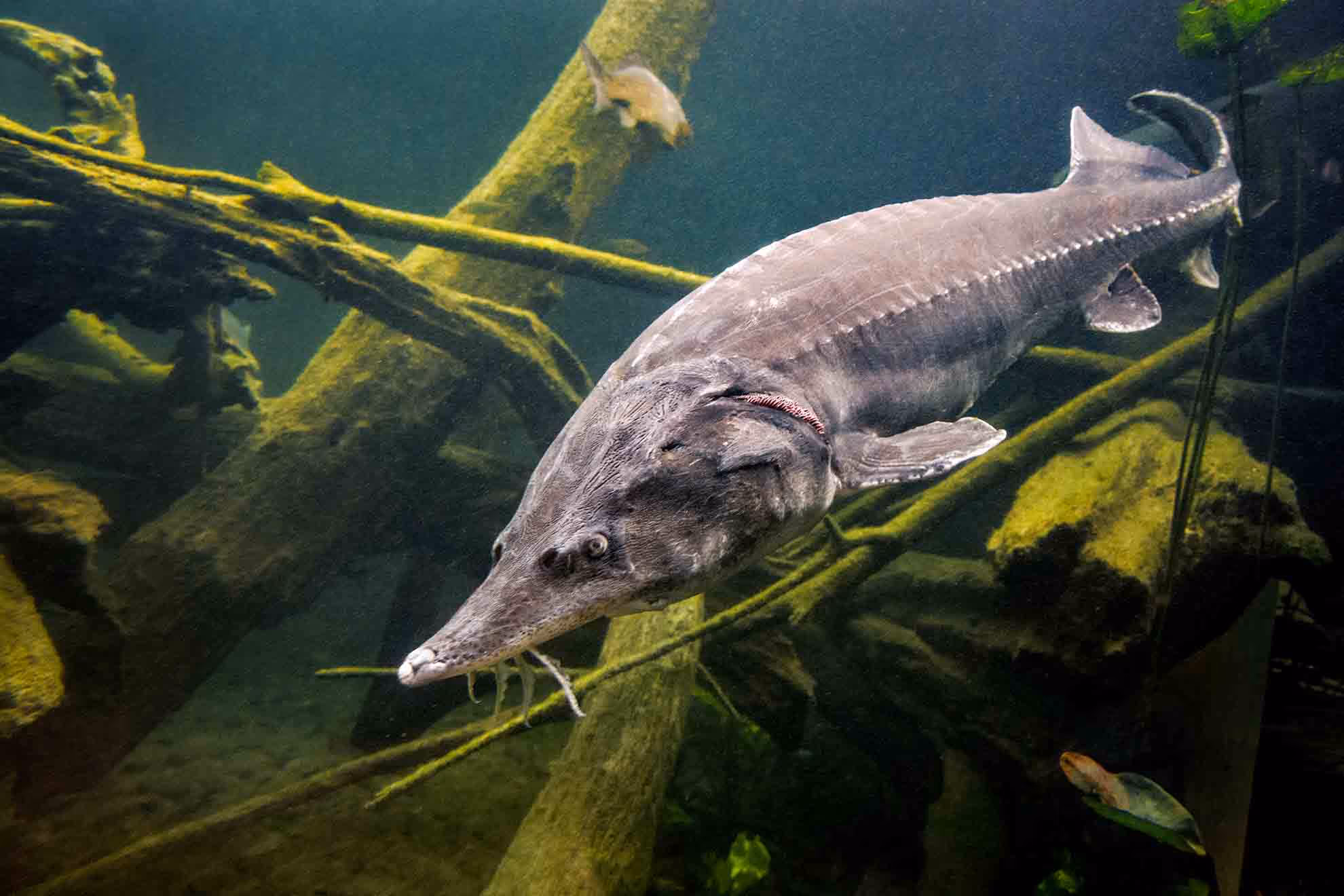 kaluga fish swimming mongst underwater scene
