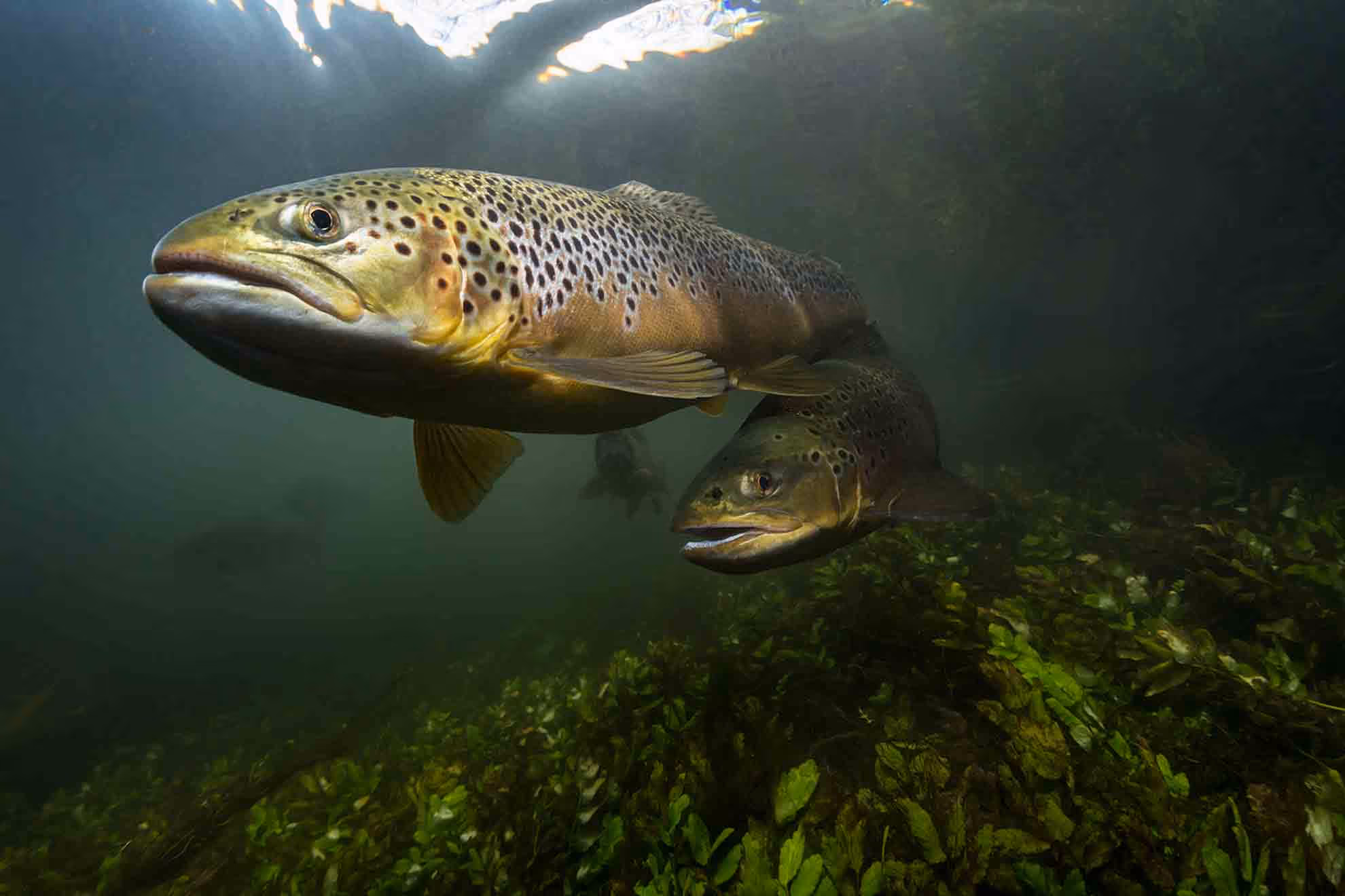 large fish swimming under water