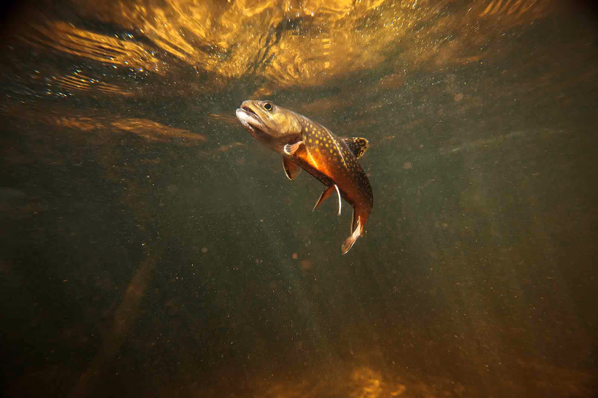 fish swims under golden water