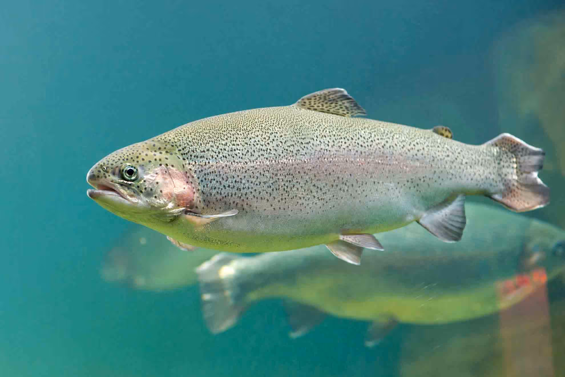 fish swimming under the water