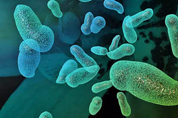 bacteria Tannerella Forsythia close up