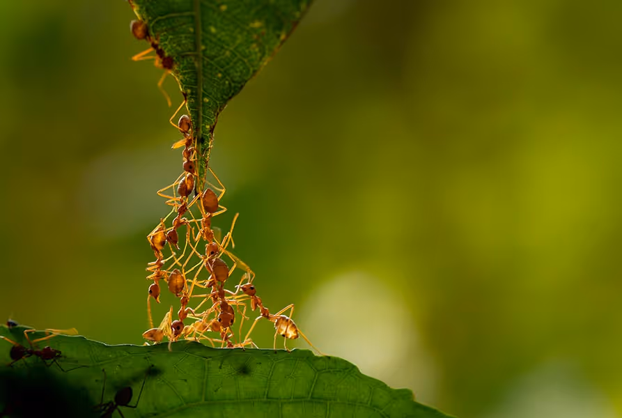 Building back better: COVID, Nature and Sustainable Innovation