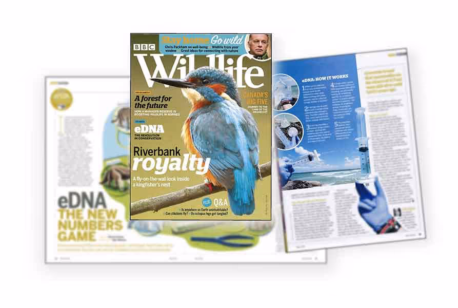 NatureMetrics featured in BBC WIldlife Magazine
