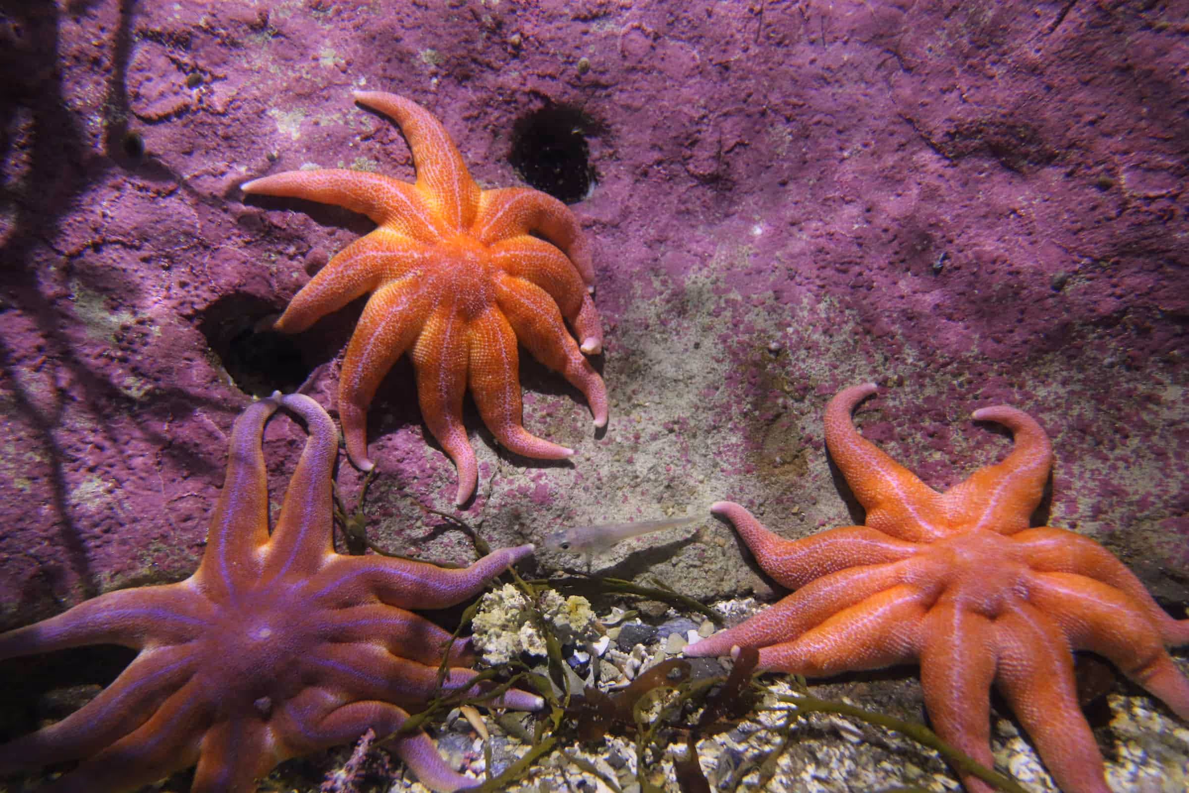 New Report Explores DNA-based Marine Benthic Monitoring Protocols