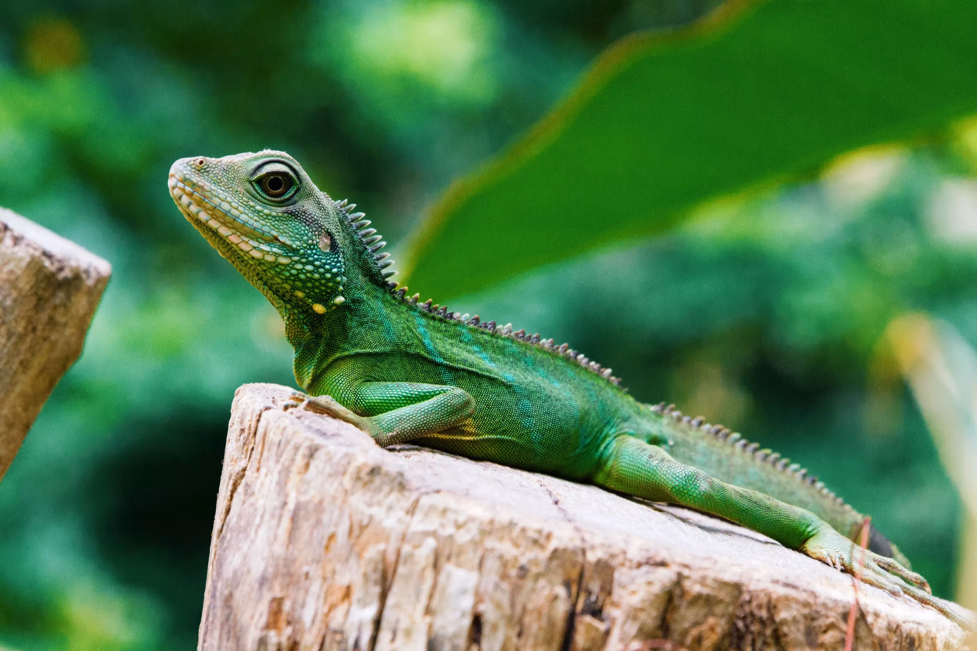 NatureMetrics Launches Nature Transparency Service with the Global Biodiversity Information Facility to Supercharge Global Understanding of Nature Performance