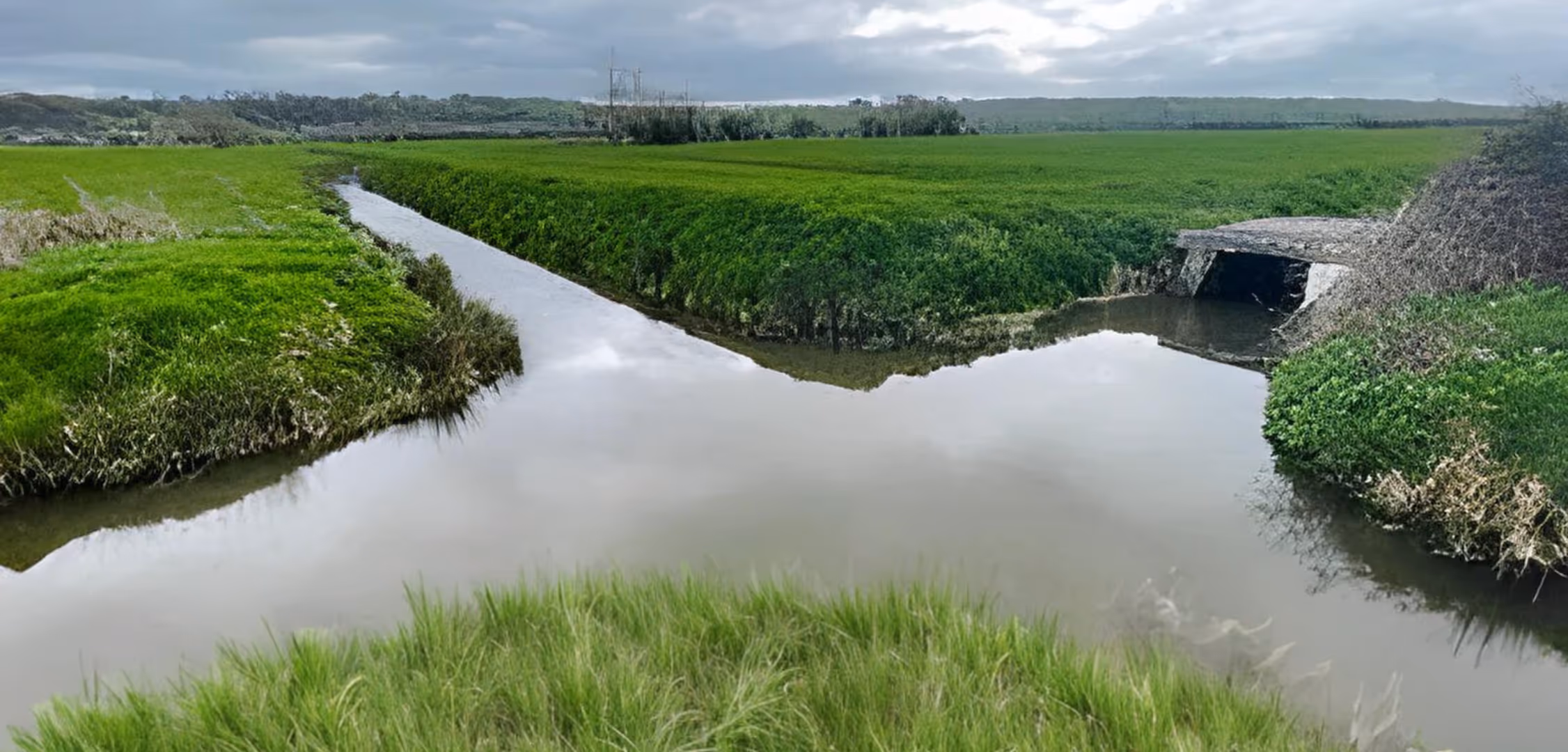 Somerset Eel Recovery Project (SERP)
