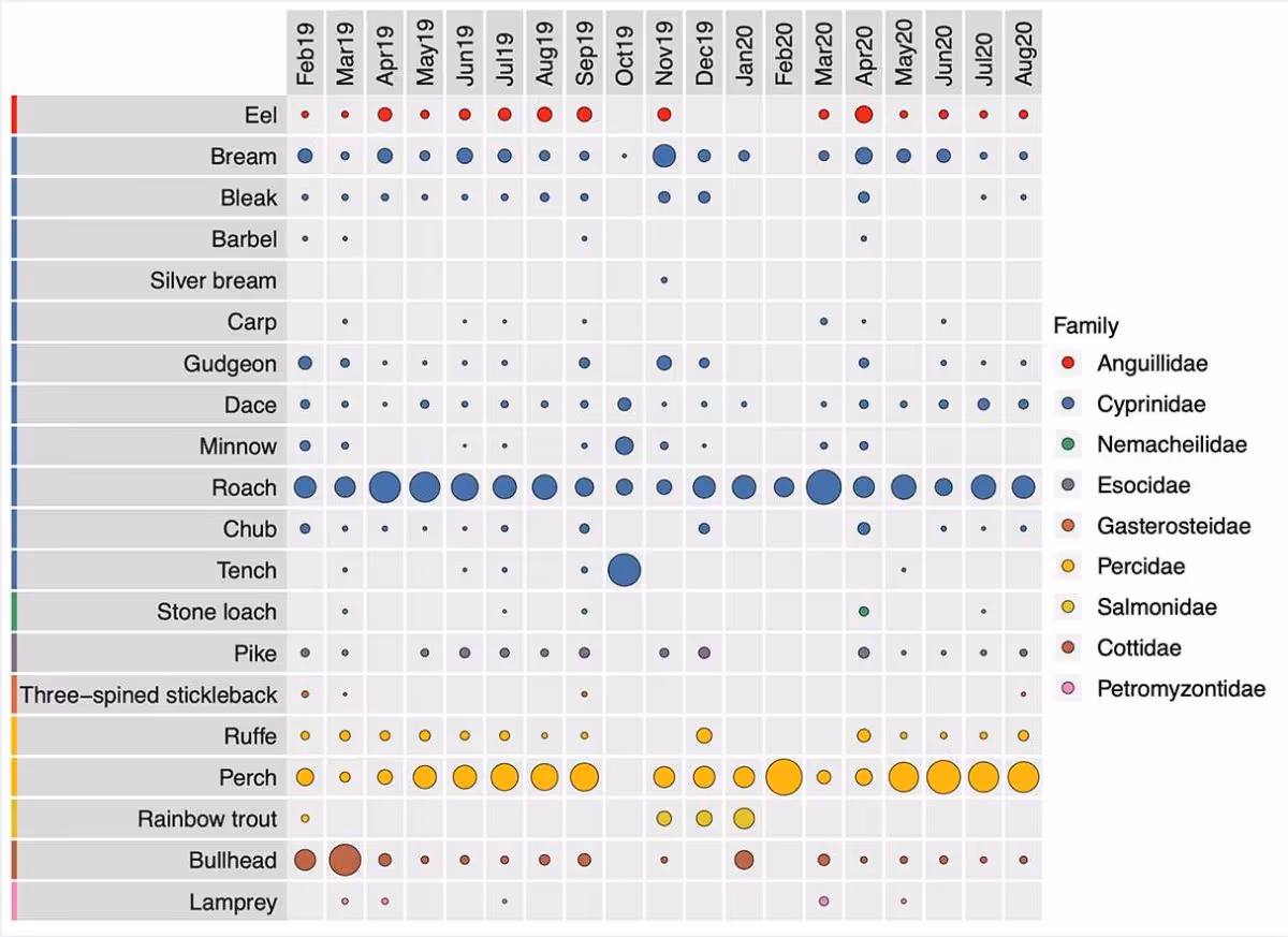 Figure 1:Bubble plot showing the species detected in 8 eDNA samples (blue header) and 37 electrofishing surveys (yellow header) close to Sunbury Lock on the River Thames. The size of the bubble indicates the proportional abundance of species within each sample, based on sequence counts (eDNA) or number of individuals (electrofishing).
