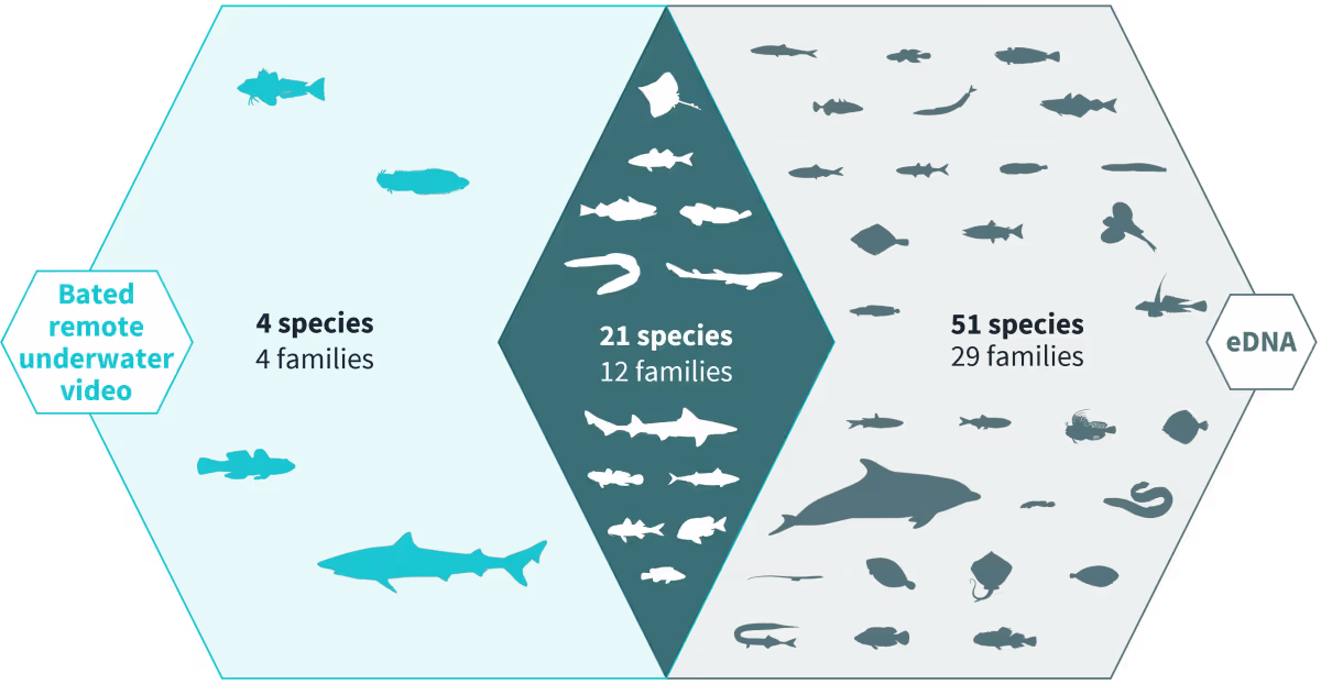 diagram highlighting the different species found in a naturemetrics study in sussex