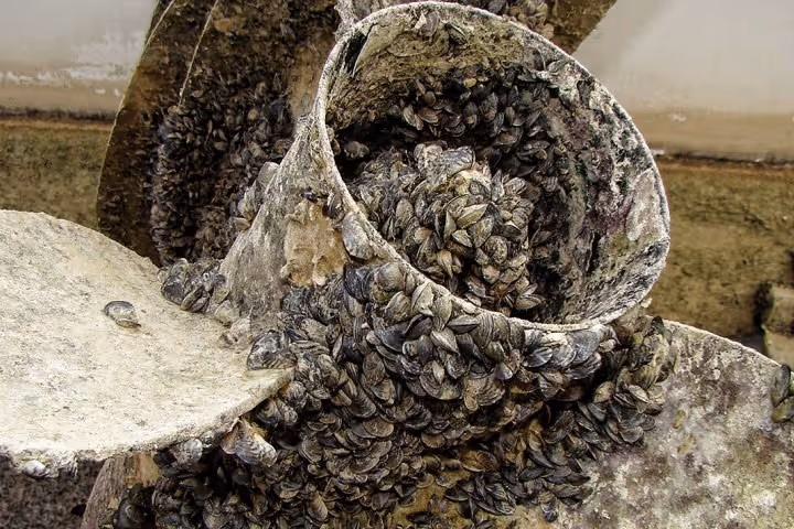 Zebra Mussels: What You Can Do to Help - WORD