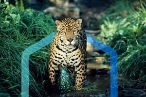 Placing Indigenous Peoples at the Heart of Nature Strategy: Reframing Corporate Approaches in the Pursuit of Nature Positive