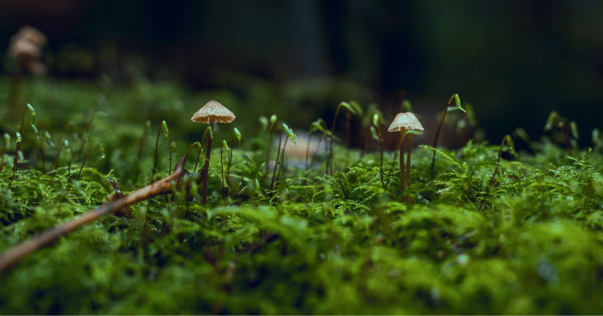 eDNA detects CHEGD grassland fungi even when not fruiting