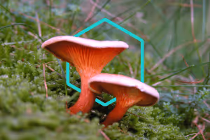 eDNA detects CHEGD grassland fungi even when not fruiting