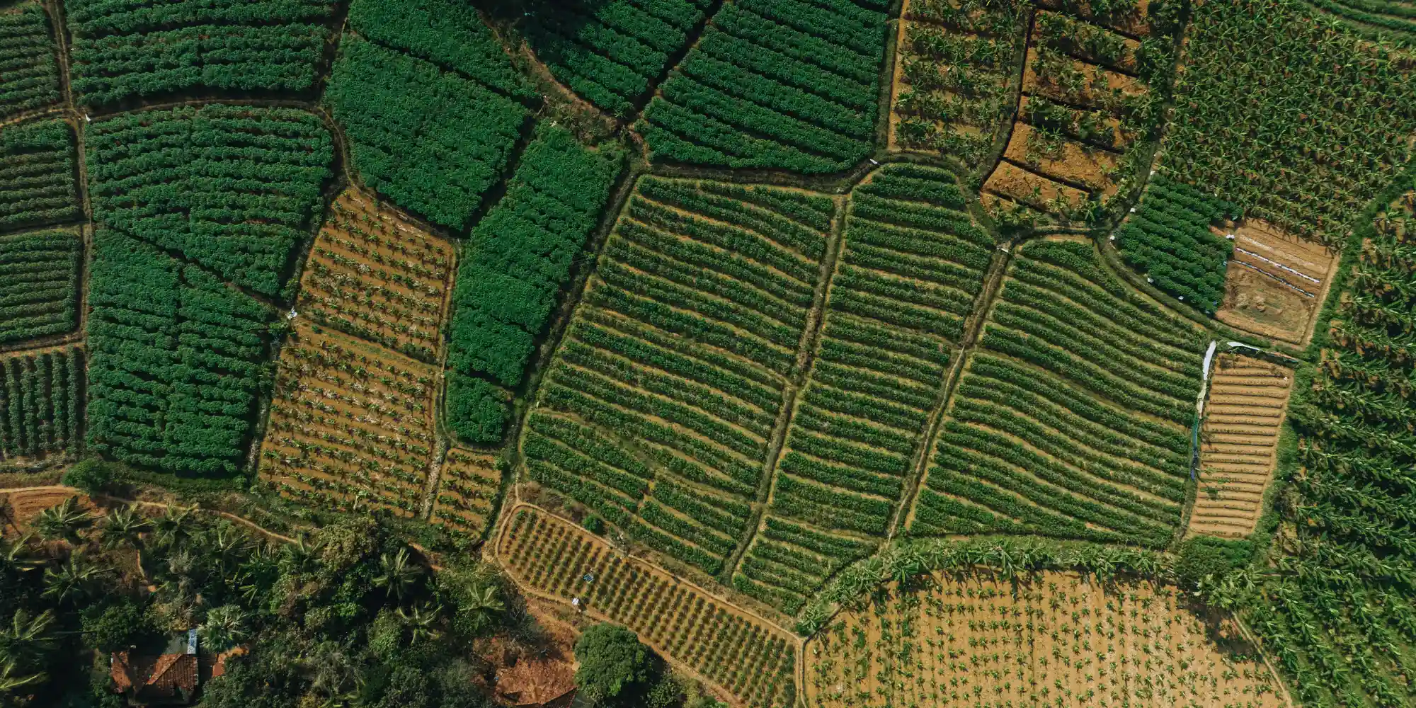 How to design a Biodiversity Strategy for Agri-food Companies