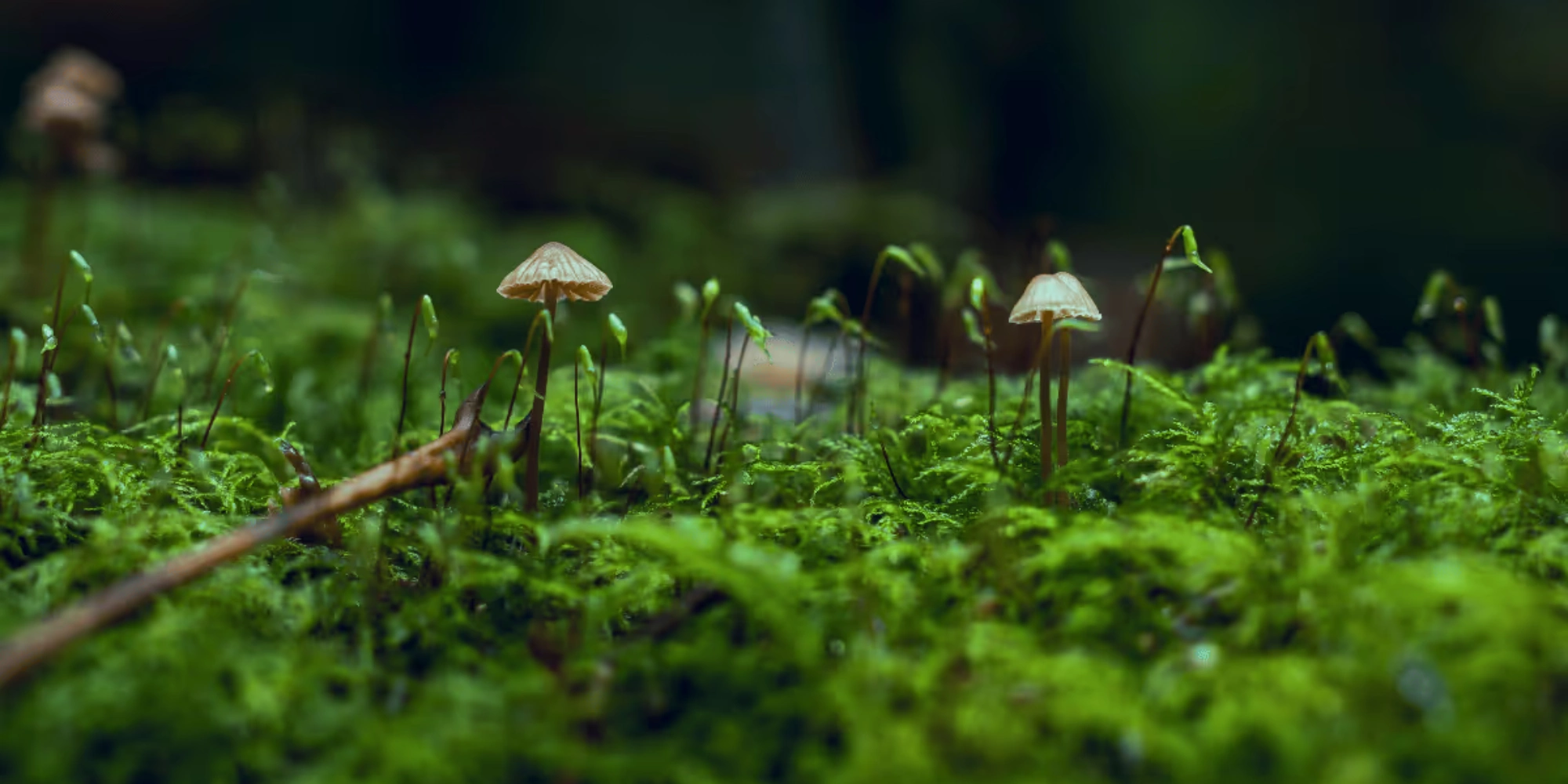 eDNA detects CHEGD grassland fungi even when not fruiting