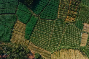 How to design a Biodiversity Strategy for Agri-food Companies