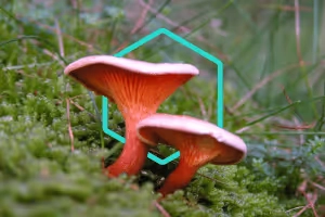eDNA detects CHEGD grassland fungi even when not fruiting