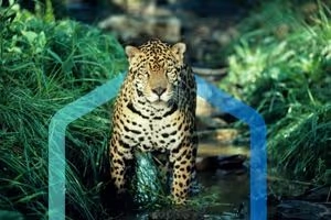 Placing Indigenous Peoples at the Heart of Nature Strategy: Reframing Corporate Approaches in the Pursuit of Nature Positive