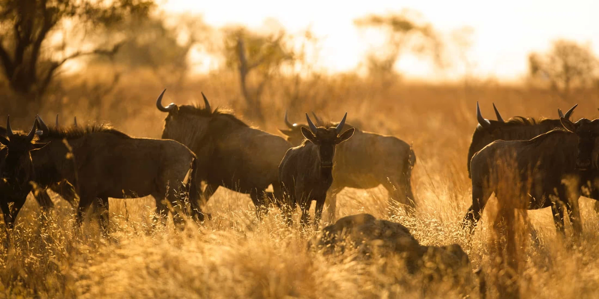 eDNA Brings New Solutions for Age-old Conservation Challenges