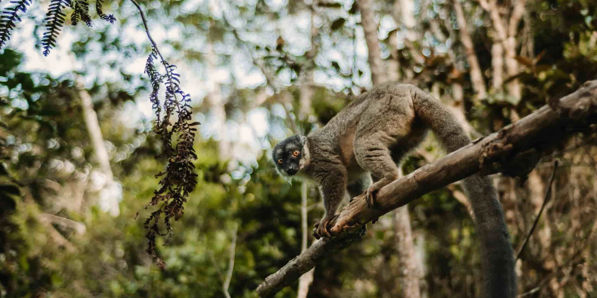 Ecoacoustics & eDNA Bring New Biodiversity Monitoring to Manombo Reserve, Madagascar